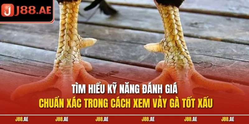 Tìm hiểu kỹ năng đánh giá chuẩn xác trong cách xem vảy gà tốt xấu
